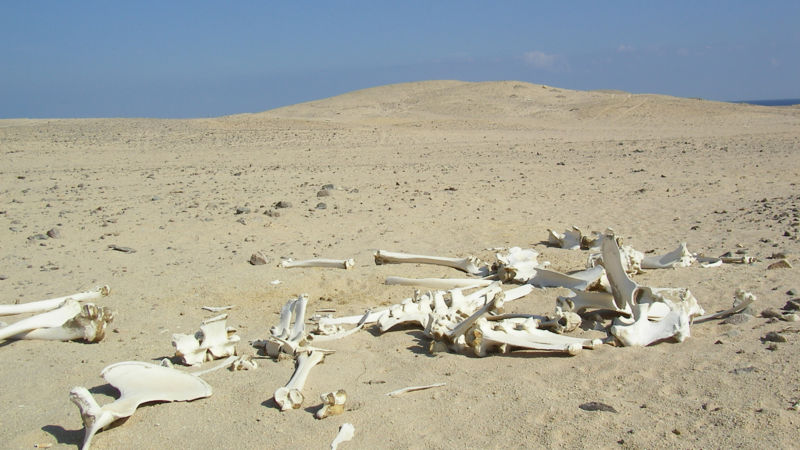 wikiskeletoninegyptiandesert.jpg