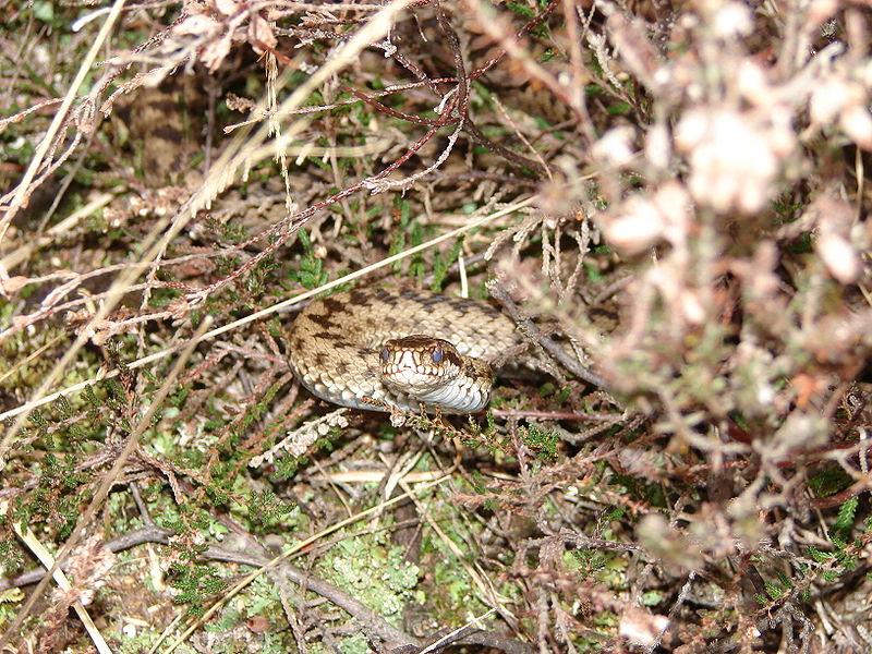 wikisnakeinforest.jpg