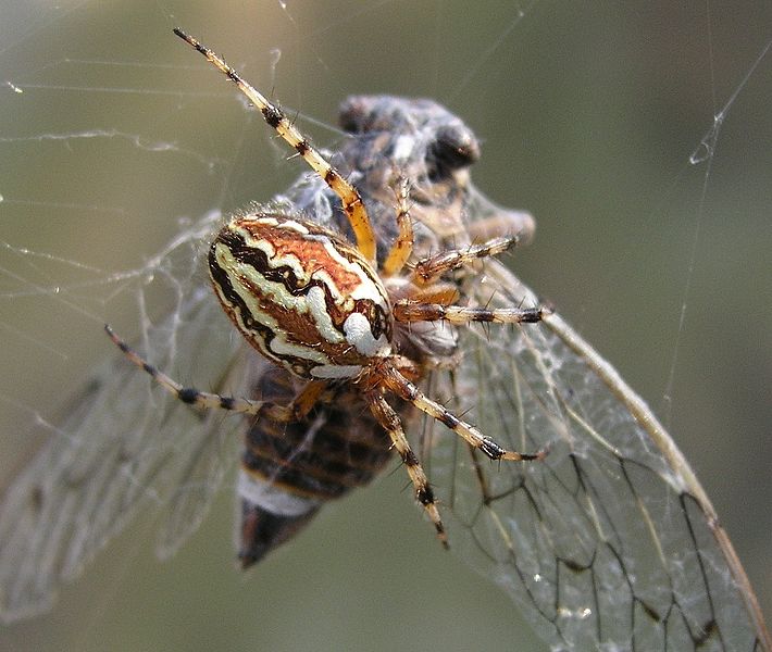 wikispidereatingcicada.jpg