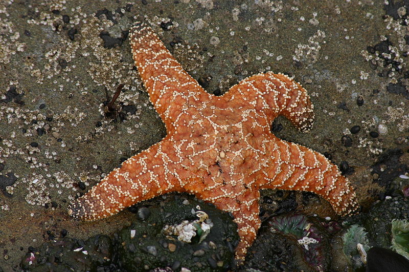 wikistarfish.jpg