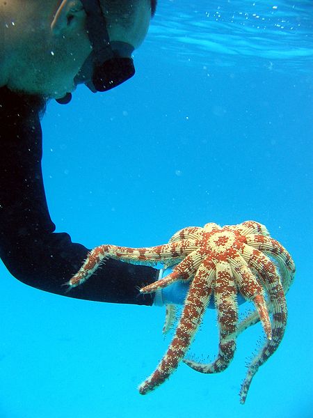 wikistarfishregeneration.jpg