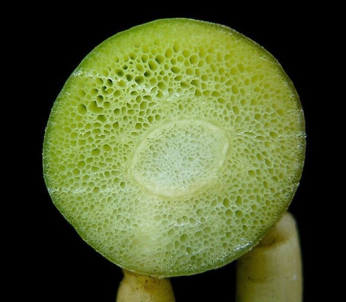 wikistemcrosssection.jpg
