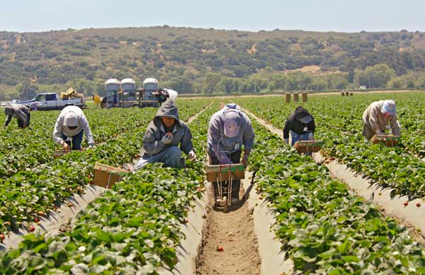 wikistrawberryfield.jpg