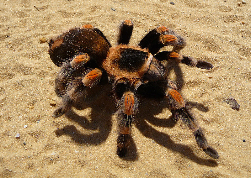 wikitarantula.jpg