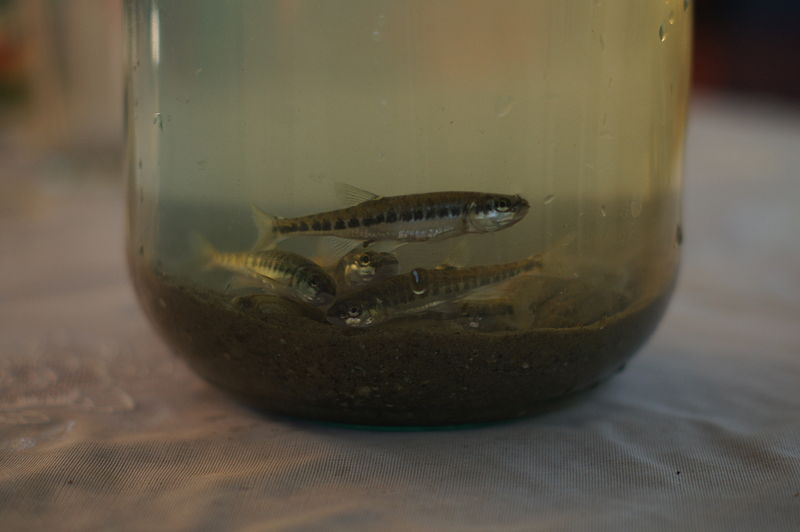 wikitinyfishinajar.jpg