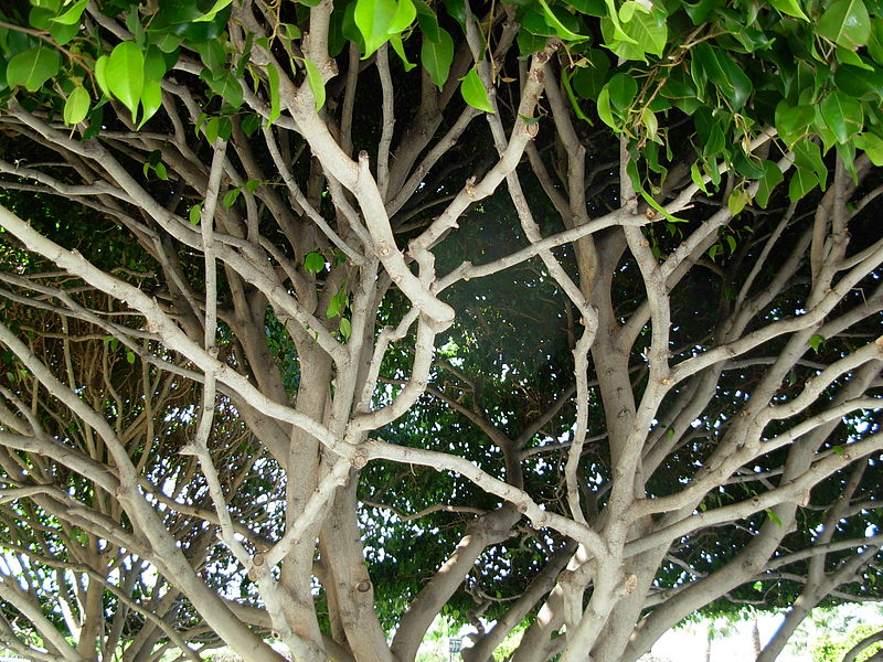 wikitreebranches.JPG
