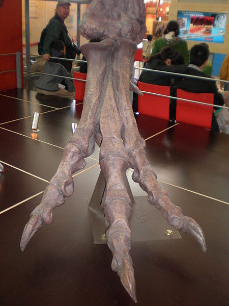 wikitrexfoot.JPG