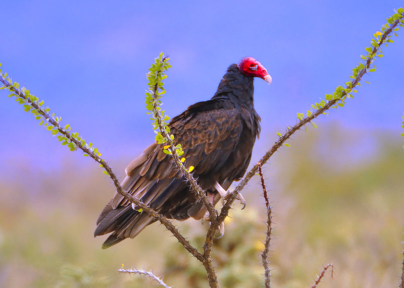 wikiturkeyvulture.jpg
