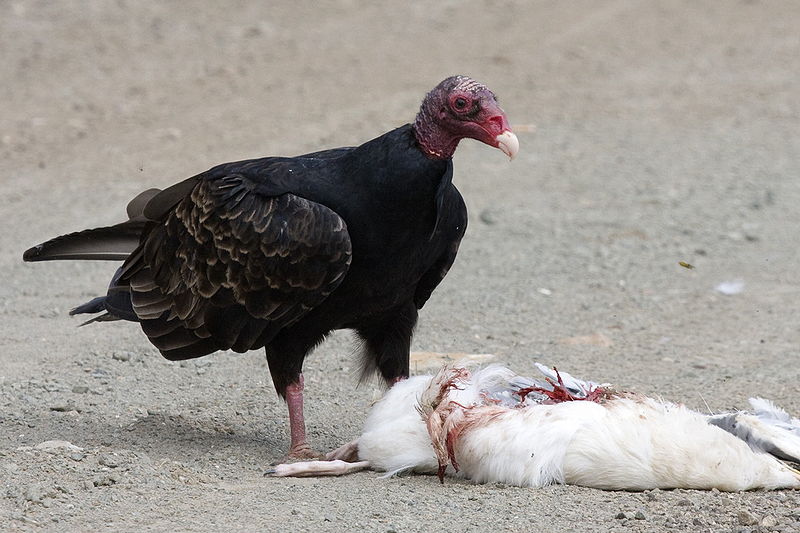 wikiturkeyvulturefeeding.jpg