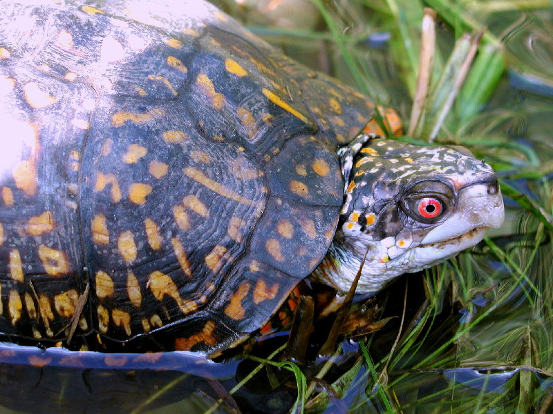 wikiturtleinshell.jpg
