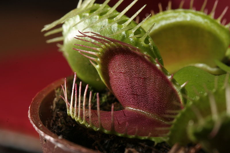 wikivenusflytrapcloseup.jpg