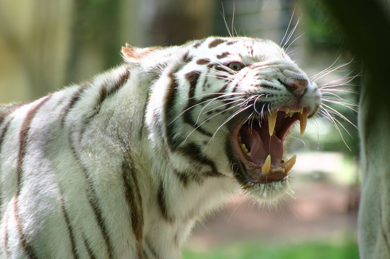 wikiwhitetiger.jpg