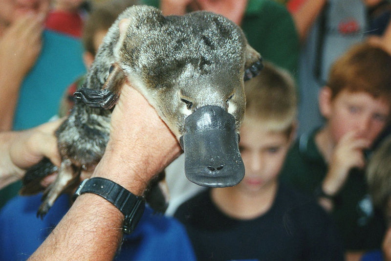 wikplatypus.jpg