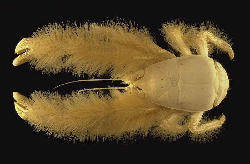yeticrab.jpg